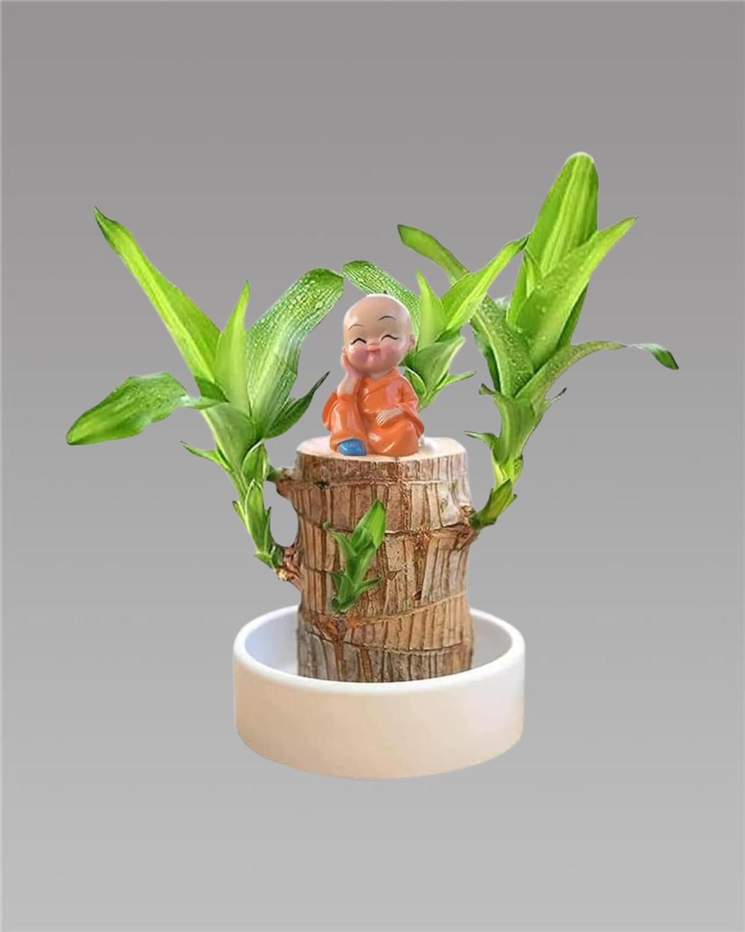 Brazilian Lucky Wood, Mini Home Plant Decorations